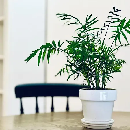 Coliving Napoleon Iii Apartman Ajaccio